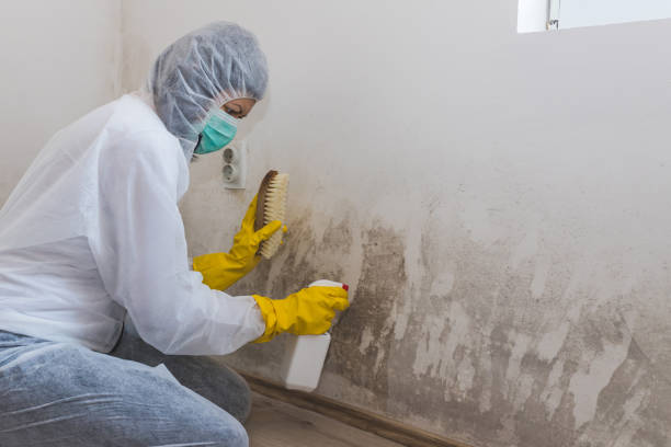 Professional Mold Removal in Leavittsburg, OH